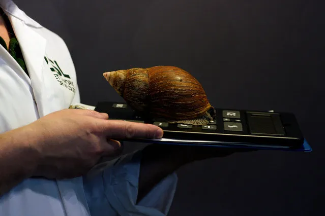 A Giant African Land Snail is counted during the annual stock take of animals at the London Zoo in London, Britain, 02 January 2020. Animals at the London Zoo are counted annually throughout the zoo in order to maintain its license. (Photo by  Will Oliver/EPA/EFE)