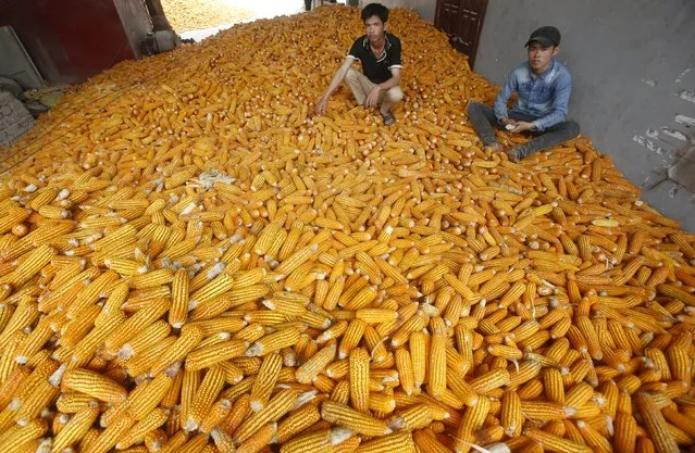 Men sit on a pile of corn at a factory of a buying agent in Son La province, northwest of Hanoi, Vietnam October 13, 2015. (Photo by Reuters/Kham)