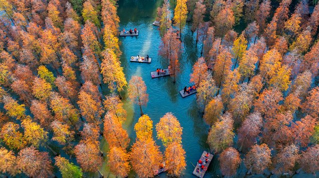 Tourists take a boat tour under the blooming water fir forest at Hongze Lake Wetland in Sihong County, Suqian City, Jiangsu Province, China, on November 2, 2025. (Photo by Costfoto/NurPhoto/Rex Features/Shutterstock)