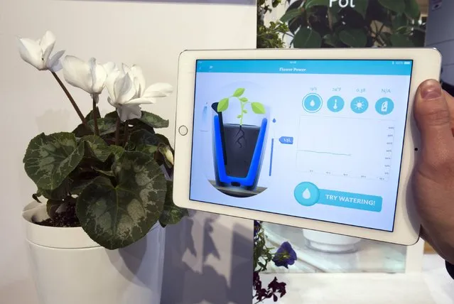 Information sent from a Parrot Pot is shown on a tablet during the 2015 International Consumer Electronics Show (CES) in Las Vegas, Nevada January 6, 2015. The pot can transmit information on soil moisture, temperature, sunlight and fertilizer and allows for remote watering. (Photo by Steve Marcus/Reuters)