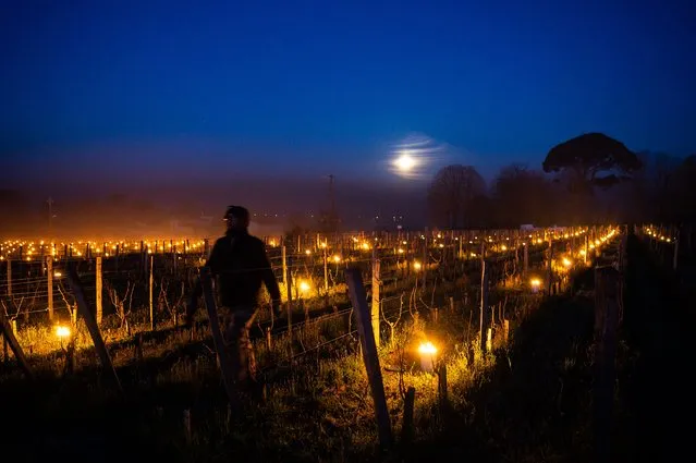 A winemaker passes by candles lined up in vineyards to fight frost as the temperature dropped below zero degrees Celsius in Saint-Emilion, southwestern France, on April 5, 2023. (Photo by Philippe Lopez/AFP Photo)