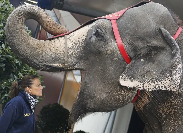 Princess Stephanie of Monaco poses with an elephant during a photocall for the presentation of the 39th International festival circus of Monte Carlo in Monaco January 13, 2015. The festival will take place in Monte Carlo January 15 to 25. (Photo by Eric Gaillard/Reuters)