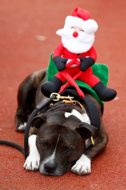 A dog wearing a soft toy Santa rests on Queens Wharf before the annual KidsCan Santa Fun Run on December 2, 2015 in Auckland, New Zealand. The annual event takes place in 18 venues across New Zealand. (Photo by Phil Walter/Getty Images)