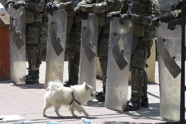 A dog walks by as KFOR soldiers guard municipal building after yesterday's clashes between ethnic Serbs and troops from the NATO-led KFOR peacekeeping force, in the town of Zvecan, northern Kosovo, Tuesday, May 30, 2023. Troops from the NATO-led peacekeeping force in Kosovo have used metal fences and barbed wire to beef up positions in a northern town following clashes with ethnic Serbs that left 30 soldiers wounded. (Photo by Marjan Vucetic/AP Photo)