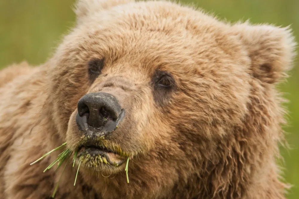 The Week in Pictures: Animals, June 28 – July 5, 2013