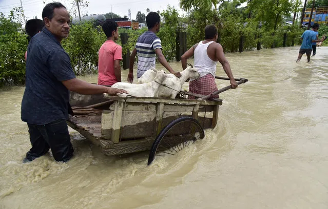Flood-affected people transport cattle in Nalbari district in the northeastern Indian state of Assam, Wednesday, June 21, 2023. Tens of thousands of people have moved to relief camps with one person swept to death by flood waters caused by heavy monsoon rains battering swathes of villages in India’s remote northeast this week, a government relief agency said on Friday. (Photo by AP Photo)