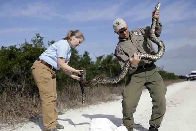 Jenny Ketterlin Eckles, left, and Edward Mercer, right, nonnative wildlife technicians with the Florida Fish and Wildlife Conservation Commission, hold a Northern African python, Thursday, January 29, 2015, in Miami. For the last five years, wildlife authorities from multiple agencies have raced to keep the northern African python, also known as the rock python, from spreading beyond a small colony in western Miami-Dade County. (Photo by Lynne Sladky/AP Photo)