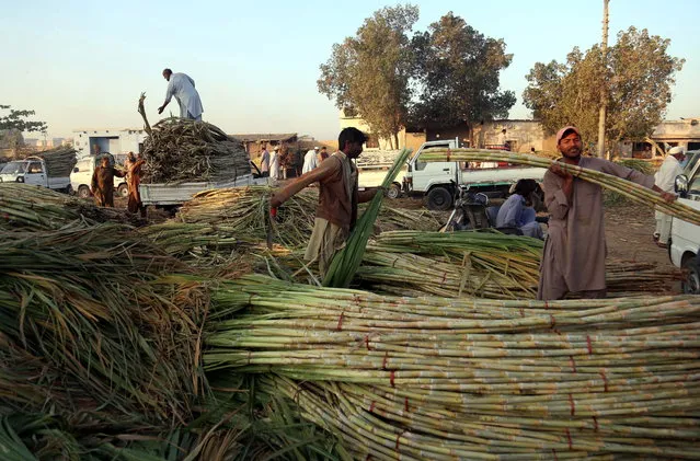 Pakistani laborers sort sugarcane at a vegetable market in Karachi, Pakistan, 10 March 2021. Sugarcane is the primary raw material for the production of sugar. The sugar industry in Pakistan is the 2nd largest agro-based industry with an annual crushing capacity of over 6.1 million tonnes. (Photo by Rehan Khan/EPA/EFE)