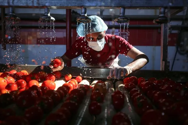 A Palestinian is working at a tomato paste plant in Jabalia refugee camp in the northern Gaza Strip on July 8, 2023. (Photo by Majdi Fathi/NurPhoto via Getty Images)