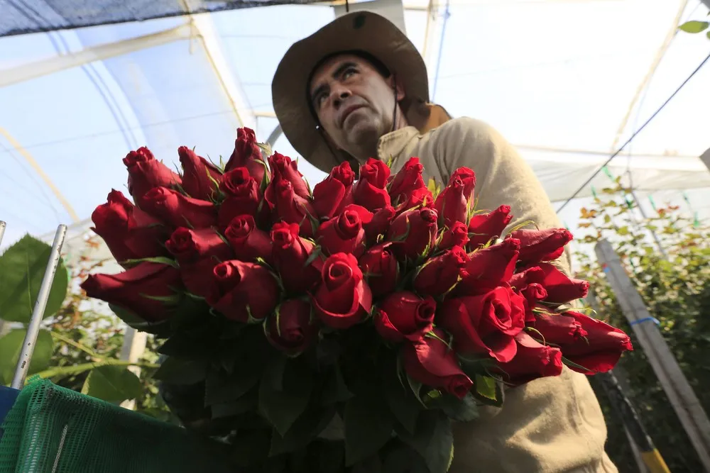 Colombian Floral Industry in Bloom for Valentine's Day