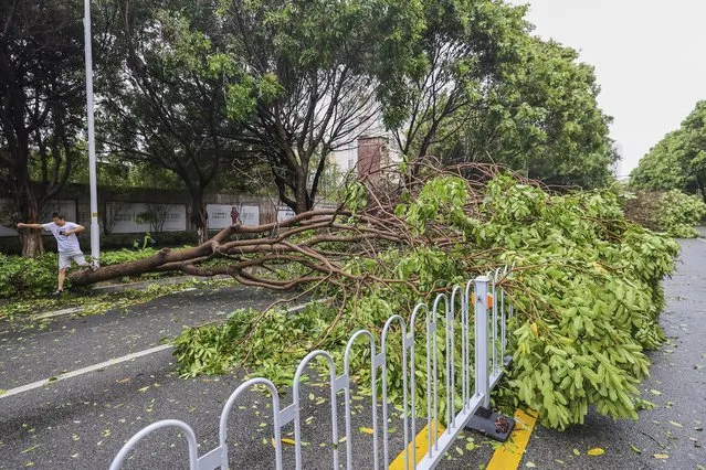 A man steps over a fallen tree in the aftermath of Typhoon Doksuri in Jinjiang city in southeastern China's Fujian province Friday, July 28, 2023. Typhoon Doksuri has made landfall in China after bringing deadly landslides to the Philippines. (Photo by Chinatopix via AP Photo)