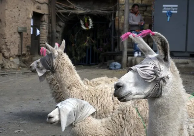 Llamas with their eyes covered as part of a ritual are seen during a celebration at the Itos silver and base metals mine in the outskirts of Oruro February 13, 2015. (Photo by David Mercado/Reuters)