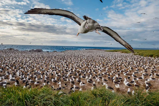 Albatross colony, Steeple Jason Island, Falkland Islands, 2015. (Photo by Paul Nicklen/National Geographic)