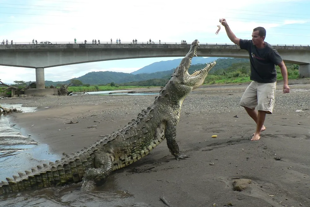 Tour Guide Feeds 17 Foot Crocodile