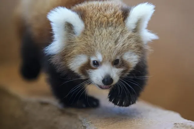 A baby red panda walks inside the Attica Zoological Park in Spata, near Athens, on Wednesday, September 20, 2023. The red Panda who was born in the zoo two months ago is not yet been named. The red panda (Ailurus fulgens), also known as the lesser panda, is a small mammal native to the eastern Himalayas and southwestern China. (Photo by Petros Giannakouris/AP Photo)