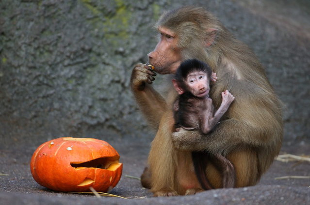 A baboon holds a cub as it feeds a Halloween pumpkin during a photo opportunity at the Hagenbeck Zoo in Hamburg, northern Germany, Tuesday, October 29, 2013. Halloween will be celebrated on October 31. (Photo by Christian Charisius/AP Photo/DPA)