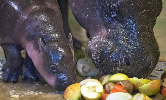 Inola (L), the 6-month-old pygmy hippopotamus, eating fruits and vegetables with its mother Samantha (R) at the zoo in Halle Saale, Germany, 26 January 2016. The female hippo now weighs more than 13 kilograms and gains an extra 400 grams every day. (Photo by Hendrik Schmidt/EPA)
