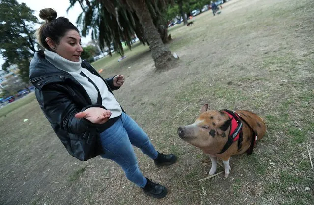 Julieta Demarco feeds her pig Pochi at a park during a national holiday as the number of the coronavirus disease (COVID-19) infections decreases, in Buenos Aires, Argentina on June 21, 2021. (Photo by Agustin Marcarian/Reuters)