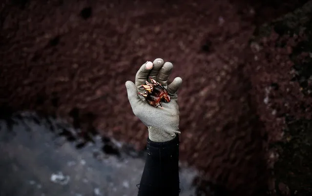 Santi Diaz Mosquera, 41, a “percebeiro” (barnacle fisherman), holds barnacles on the coast of Ferrol, in the northwestern Spanish region of Galicia, December 15, 2016. (Photo by Nacho Doce/Reuters)