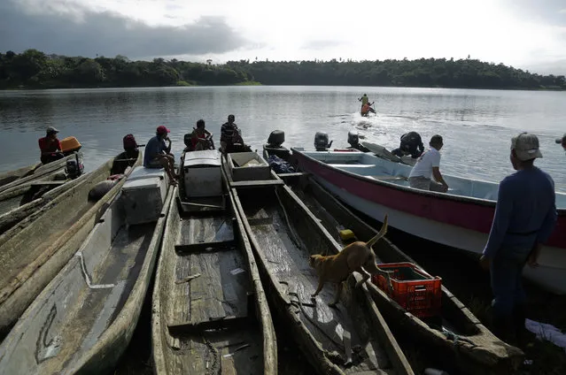 In this photo November 25, 2018 photo, fishing canoes are tied together at a dock on Lake Bayano as the men watch the dugout canoe race of the second edition of the Panamanian indigenous games on lake Bayano, Panama. Indigenous people fish and motor in the lake on any given day, transporting goods from one side to the other. (Photo by Arnulfo Franco/AP Photo)