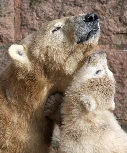 The male polar bear cub plays with its mother Vilma in their outdoor enclosure at the zoo in Rostock, Germany, Wednesday, March 25, 2015. The three and a half month old polar bear cub will get a name on March 31. (Photo by Bernd Wuestneck/AP Photo/DPA)