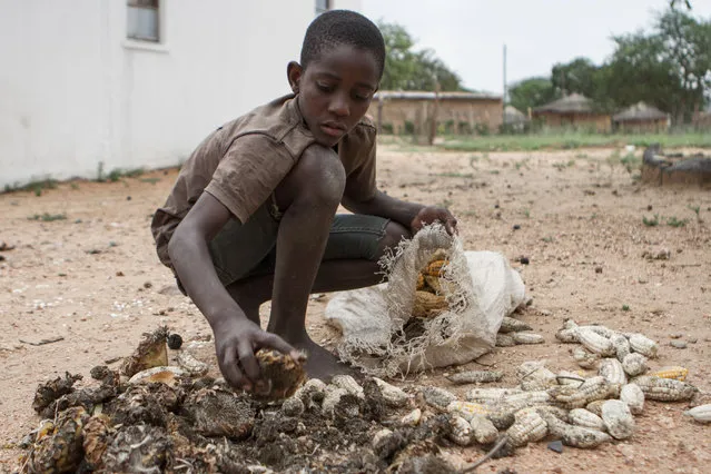 13-year-old Prince Mpofu packs last year's harvest from the irrigated gardens for storage on February 7, 2015 in the village of Nsezi in Matabeleland, southwestern Zimbabwe. Zimbabwe's President Robert Mugabe on February 5, 2016 declared a “state of disaster” in many rural areas hit by a severe drought, with more than a quarter of the population facing food shortages. (Photo by Ziniyange Auntony/AFP Photo)