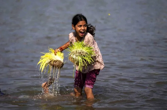 A young Hindu devotee prepares to immerse barley saplings in the River Tawi as part of a ritual during Navratri festival in Jammu, India, Monday, October 23, 2023. (Photo by Channi Anand/AP Photo)