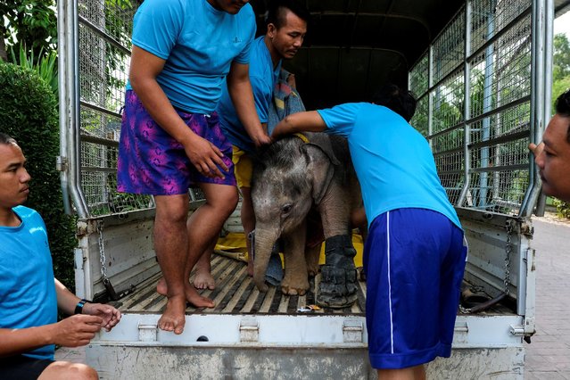 Fah Jam, a five-month-old baby elephant, receives help from handlers as she arrives for a hydrotherapy treatment as part of a lengthy rehabilitation process to heal her injured front left foot at a rehabilitation center in Pattaya, Thailand January 5, 2017. (Photo by Athit Perawongmetha/Reuters)