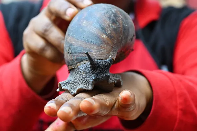 A worker holds a snail at a snail farm in Azaguie on November 23, 2023. The use of pesticides and regular deforestation in Ivory Coast where nearly 90% of forests have disappeared in 63 years mainly due to agricultural exploitation are fatal to the wild snails, the number of which is decreasing more and more from year to year. Livestock farms for snails of various sizes are increasing. Today there are some 1,500 throughout the country. The flesh of the snails, very popular with the Ivorians and in the neighboring countries of the Gulf of Guinea, is eaten with a spicy sauce or grilled on skewers, the slime is used to make soap, shower gel or ointment, while the powder of the shell is used in the manufacture of other cosmetics, pharmacopoeia and animal feed. (Photo by Issouf Sanogo/AFP Photo)