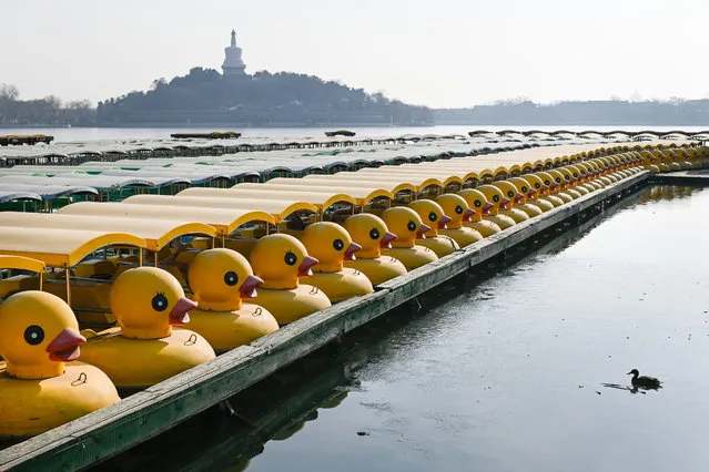 A duck (R) looks on opposite a row of moored duck-themed boats at a lake in Beijing on January 28, 2019. (Photo by Wang Zhao/AFP Photo)
