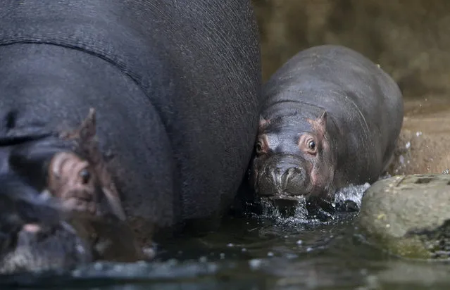 A baby hippo gets into the water near its mother Maruska in their enclosure at Prague Zoo, Czech Republic, February 24, 2016. (Photo by David W. Cerny/Reuters)
