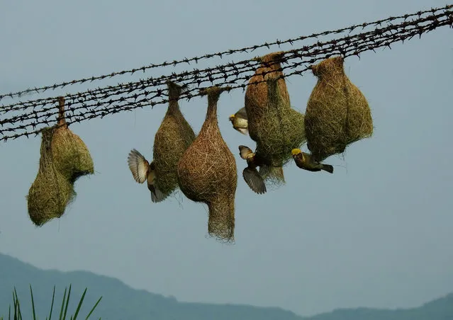Weaver bird nests are seen at an iron fencing wire of a high tension electrification tower in Ganjam district, above 200 km away from the eastern Indian state Odisha's capital city Bhubaneswar on August 29, 2021. Weaver Baya birds usually built their nest on palm trees, but now they are adopt this place for their annual nesting. (Photo by NurPhoto/Rex Features/Shutterstock)