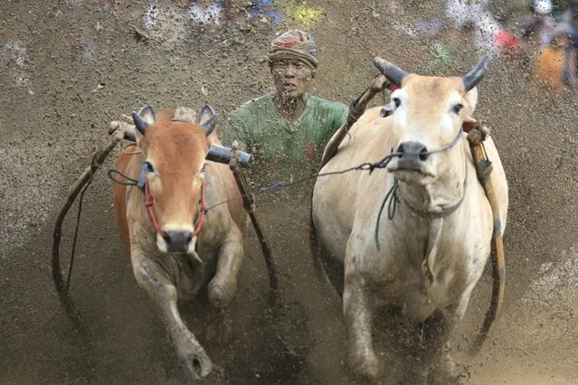 A participant takes part in a bull race competition called “Pacu Jawi” in Tanah Datar, West Sumatra, Indonesia, Saturday, December 23, 2023. Originally held annually to celebrate rice harvest, the event has now become a major tourist attraction in the region. (Photo by Adi Prima/AP Photo)