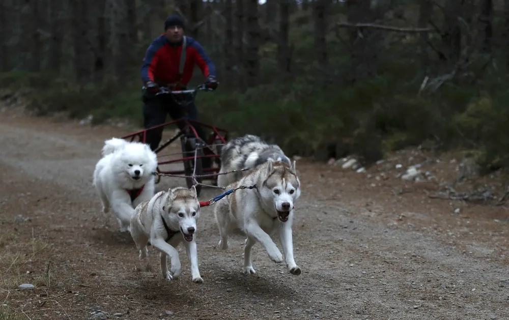 Aviemore Sled Dog Rally 2017