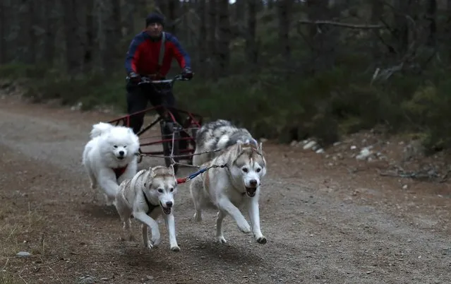 Husky dogs pull a rig and its musher during practice for the Aviemore Sled Dog Rally in Feshiebridge, Scotland, Britain January 24, 2017. (Photo by Russell Cheyne/Reuters)