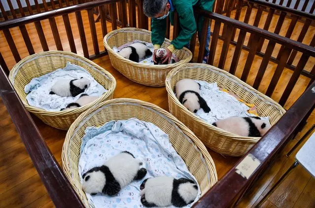 Panda cubs born this year rest at a breeding room of Shenshuping giant panda base in Wolong National Nature Reserve, Sichuan province, China on September 22, 2021. (Photo by China Daily via Reuters)