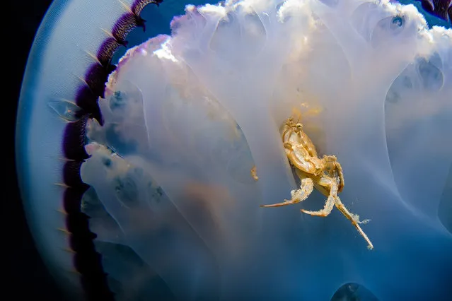 The incredible detail in each photo is thanks to Jordi Benitez Castells, years of experience taking photos while diving. Jordi, 40, from El Vendrell, Spain, was in Catalunya when he took the photos and managed to get the snaps at about three metres below the surface in most cases. While he works full-time in a bank, Jordi dons his wetsuit out of hours to go diving and uses a Canon 7D to get his shots. Here: One of the beautiful jellyfish. (Photo by Jordi Benitez/Caters News)