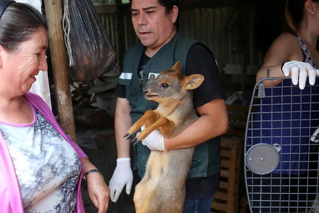 A man holds up a Pudu, the world's smallest deer, after wildfires in the country's central-south regions, in Curepto, Chile January 28, 2017. (Photo by Juan Golzalez/Reuters)