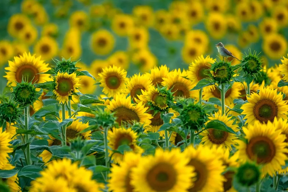 Wildlife Photographer of the Year 2021 Winners