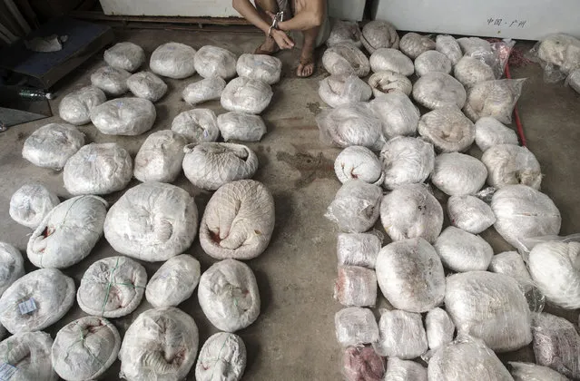 A man (top) in handcuffs crouches next to slaughtered pangolins after they were seized by the authorities, at an underground garage in Guangzhou, Guangdong province, China September 11, 2014. (Photo by Reuters/Stringer)