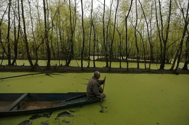 A man paddles his boat along the weed-covered interiors of Nigeen Lake in Srinagar March 17, 2016. (Photo by Danish Ismail/Reuters)
