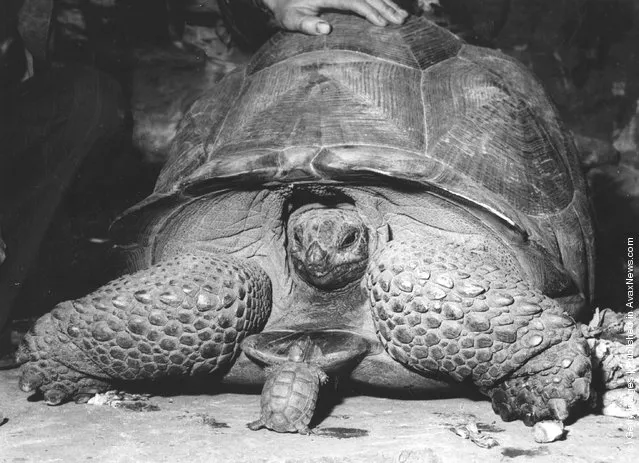 A turtle and a  tortoise of contrasting sizes at Bristol Zoo