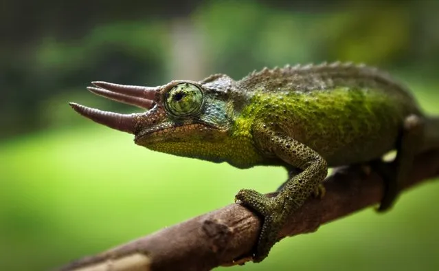 A male Jackson's Three-Horned Chameleon crawls along a stick in a garden in Nairobi, Kenya Sunday, May 10, 2015. Native to Kenya and Tanzania and living in woodlands and forests at higher altitudes, Jackson's Chameleons have the ability to change the color of their skin to blend in with their environment. (Photo by Ben Curtis/AP Photo)
