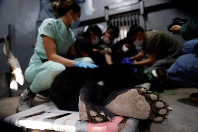 Veterinarians and biologists from the Quito Zoo and the Andean Condor Foundation fit a tracking collar that juvenile Andean bear Tupak will wear for the next four years, prior to his reintroduction into the wild, after the bear's life was deemed in danger due to proximity to humans, in Quito, Ecuador on March 31, 2024. (Photo by Karen Toro/Reuters)
