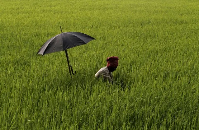 An elderly Indian farmer has his umbrella mounted on his walking stick to protect himself from the scorching sun as he works on removing weed at a paddy field on the outskirts of Bhubaneswar, Orissa state, India, Tuesday, April 5, 2016. India's central bank on Tuesday cut its key interest rate by a quarter of a percentage point and hinted at other measures to boost liquidity and spur economic growth. (Photo by Biswaranjan Rout/AP Photo)