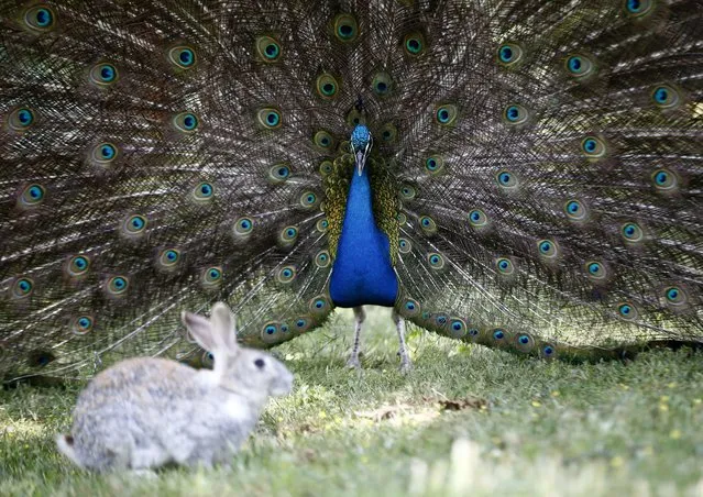 A peafowl is seen at natural life park in Manavgat district of Antalya, Turkiye on May 02, 2024. Peafowls with their different types of colors attract people's attention. (Photo by Suleyman Elcin/Anadolu via Getty Images)