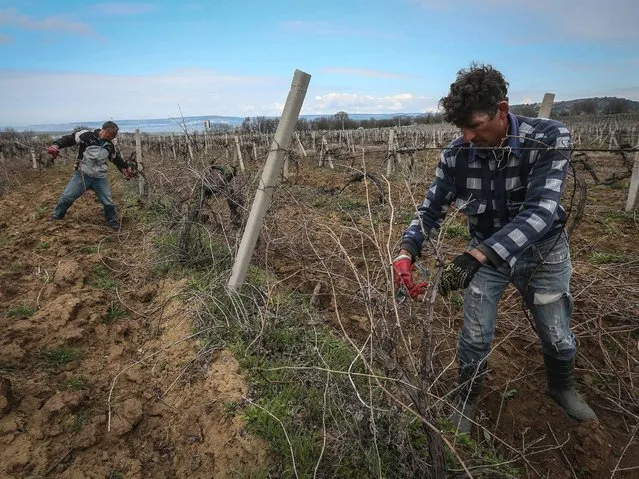 Workers prune wine grapes vine on the Massandra's vineyard near Sevastopol. In the late 19-th century Prince Lev Golitzin was appointed to manage the production process at the winery. An extremely accomplished winemaker, Golitzin devoted himself to developing the wines that suited the region best, and these wines define Massandra's output today. (Photo by Sergei Ilnitsky/EPA)