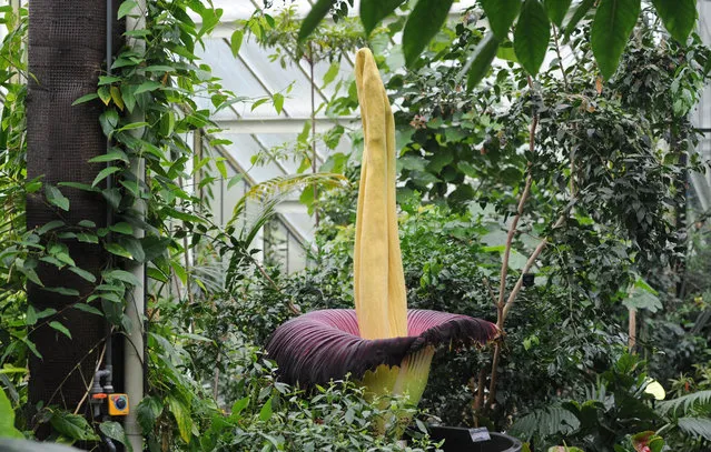 Kew Garden's Titan Arum, also know as The Big Stink due to its repulsive odour is in rare full bloom at Kew Gardens on April 22, 2016 in London, England. The flower can weigh up to 70kg and is housed in the Prince of Wales Conservatory. (Photo by Stuart C. Wilson/Getty Images)