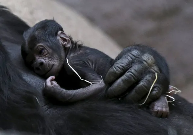 Shinda, a western lowland gorilla, holds her newborn baby in its enclosure at Prague Zoo, Czech Republic, April 24, 2016. (Photo by David W. Cerny/Reuters)