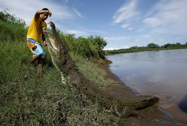 Juan Cerdas feeds a large crocodile as a hobby in the Tarcoles River, a river with one of the highest crocodile population in the world, in Tarcoles, province of Puntarenas, Costa Rica, July 16, 2019. (Photo by Juan Carlos Ulate/Reuters)